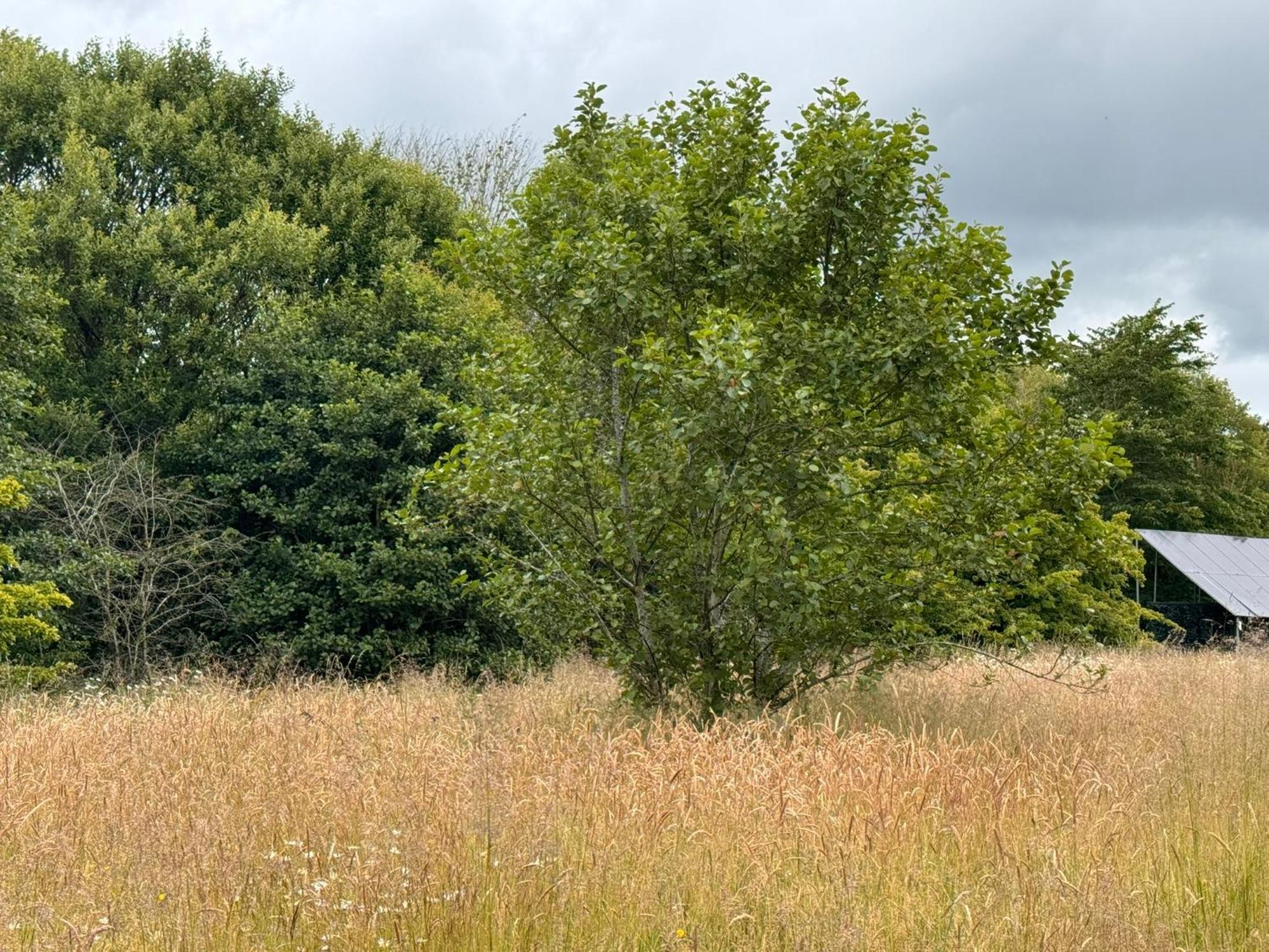 Oak Nature Retreat Campsite *